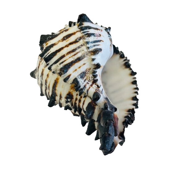 Spiky Tiger Conch Shell Beach Decor Aquarium Addition Unique Seashell 3" x 3 1/ - Picture 6 of 7